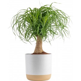 Costa Farms Ponytail Palm Bonsai, Easy to Grow Live Indoor Plant in Indoors Garden Planter Pot, Air Purifying Houseplant, Housewarming, Birthday Gift, Office, Home, and Room Décor, 1 Foot Tall