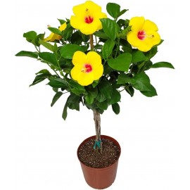 Braided Yoder Yellow Hibiscus Tree - Yellow Hibiscus Flowers - Overall Size 36 to 42 - Live Plant - Tropical Plants of Florida (Plant)