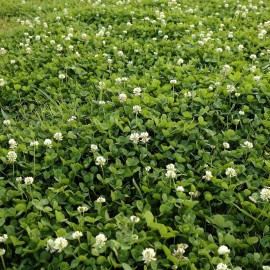 Outsidepride 10 lb. Perennial White Dutch Clover Seed for Erosion Control, Ground Cover, Lawn Alternative, Pasture, & Forage