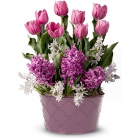 From You Flowers - Lavender Blooms Bulb Garden for Mother's Day, Birthday, Anniversary, Get Well, Congratulations, Thank You