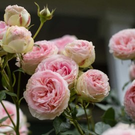 Heirloom Roses Eden Climber Rose Plant - Climbing Pink Rose Bush, Own Root Rose Plants for Planting Outdoors