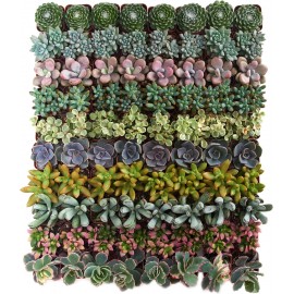 Shop Succulents Assorted Succulent Plant Pack Bulk Collection, Live Mini Succulent Plants, Easy Care, Indoor Plants, Wedding and Party Favors, Gift & Garden, Pack of 32