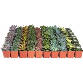 Shop Succulents Assorted Succulent Plant Pack Bulk Collection - Live Mini Succulent Plants, Low Maintenance, Mixture of Colors & Textures - Wedding and Party Favors, Gift & Garden, Pack of 32