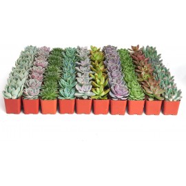 Shop Succulents Rosette Succulent Plant Pack Bulk Collection, Live Mini Succulent Plants, Low Maintenance, Floral Shaped Mix of Colors & Textures, Wedding and Party Favors, Gift & Garden, Pack of 64