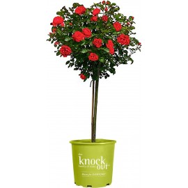 3g Knock Out Double Red Tree Rose